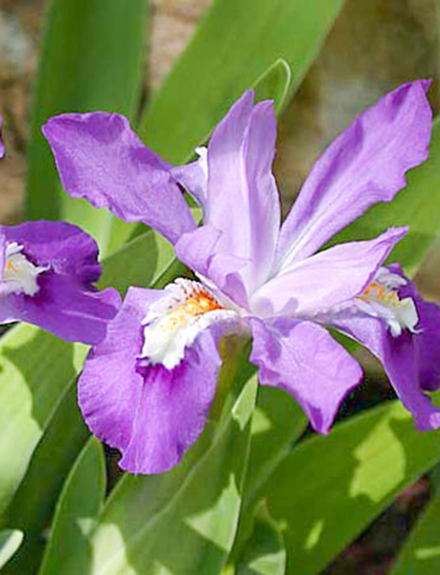 Dwarf Crested Iris