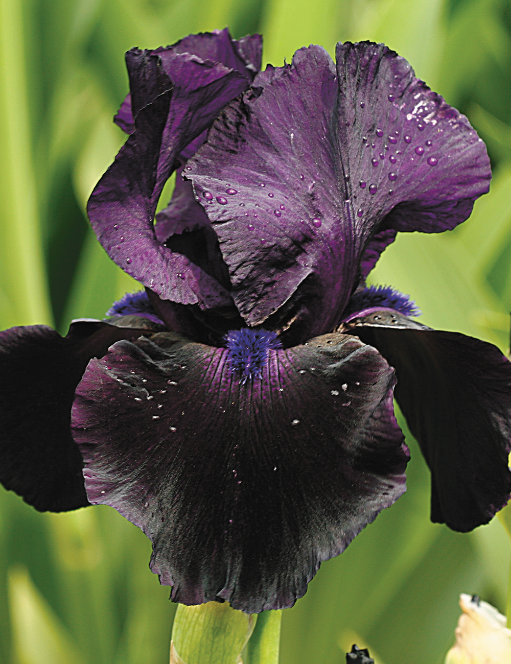 Bearded Iris 'Black As'