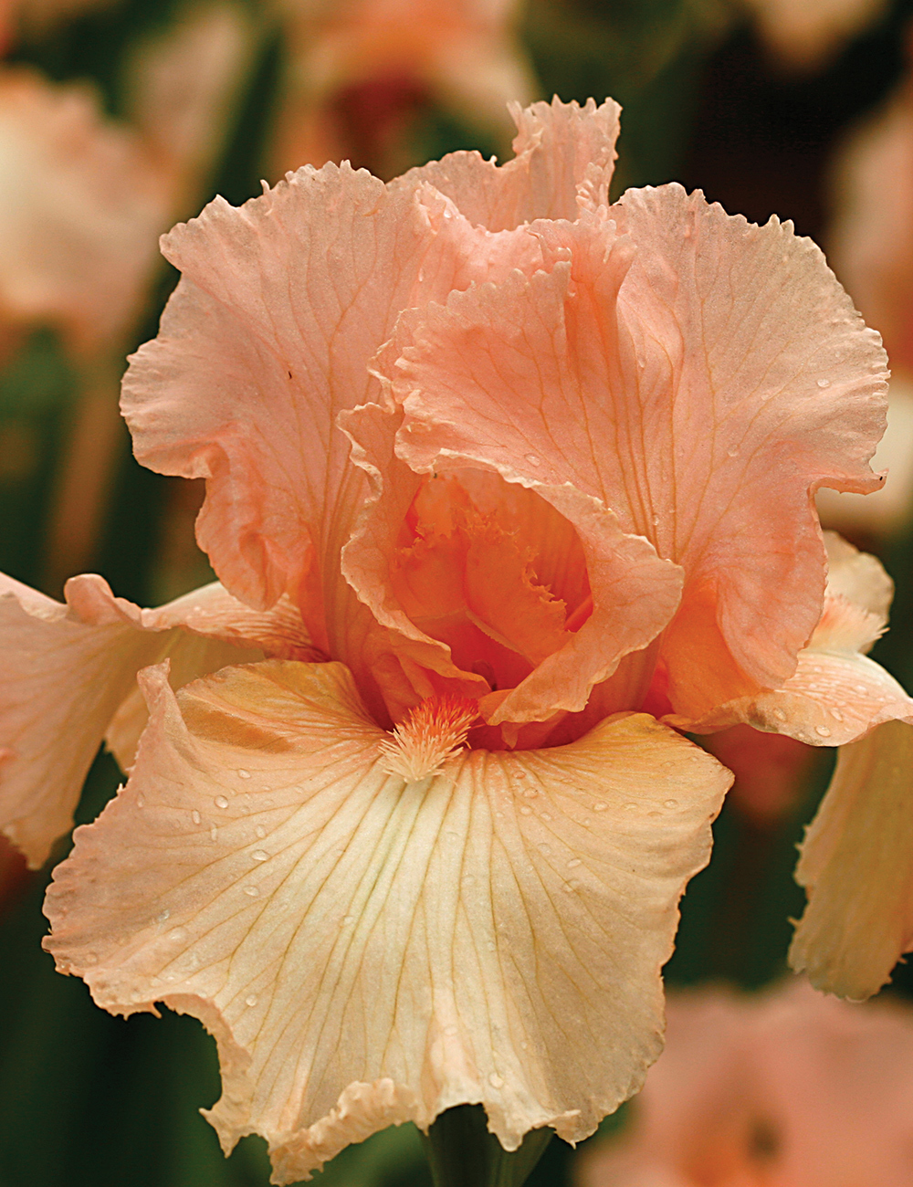 Bearded Iris 'Beverley Sills'