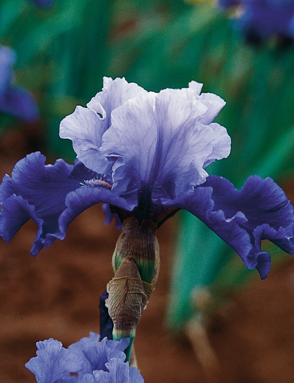 Dwarf Bearded Iris 'Country Blues'