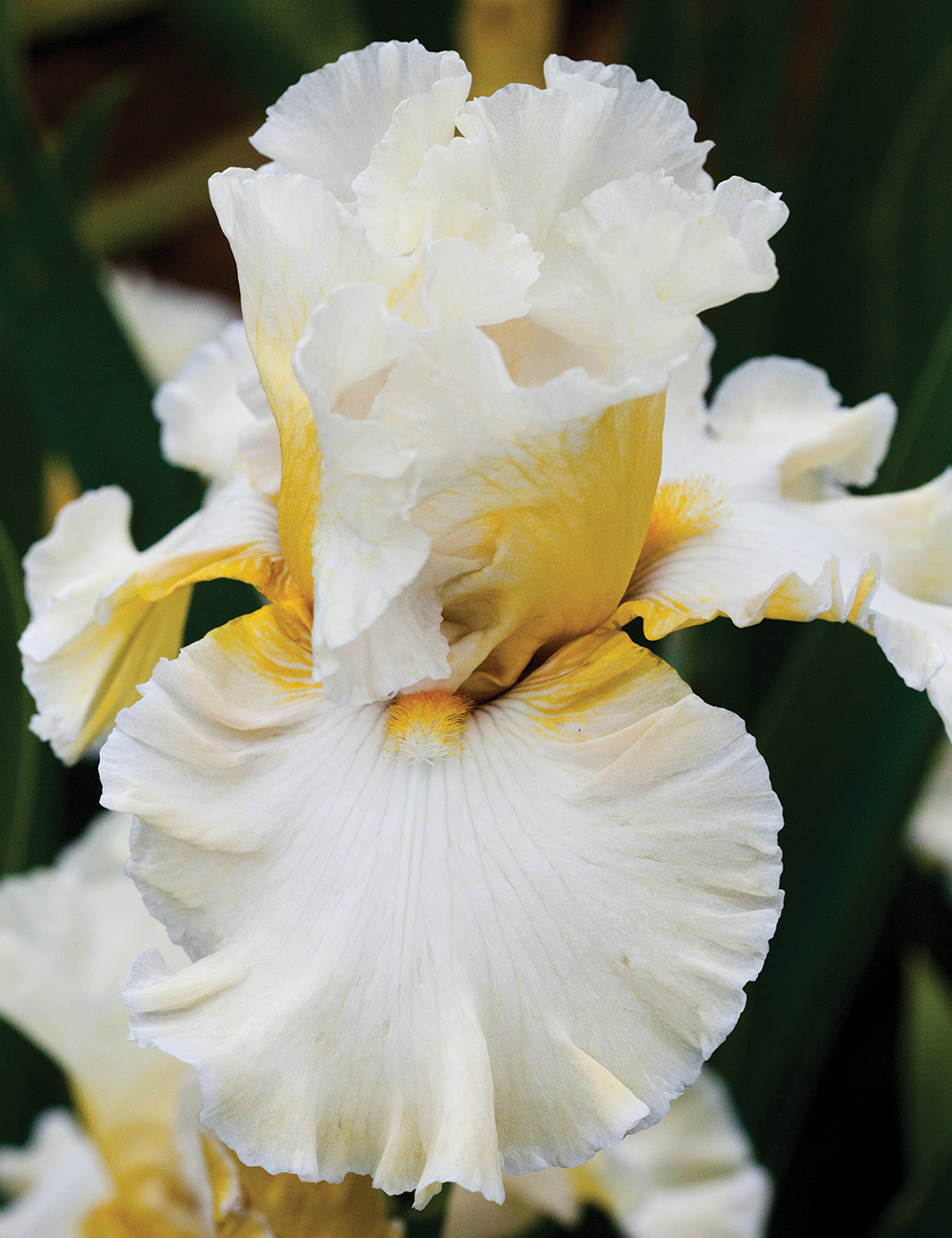 Bearded Iris 'Champagne Moments'