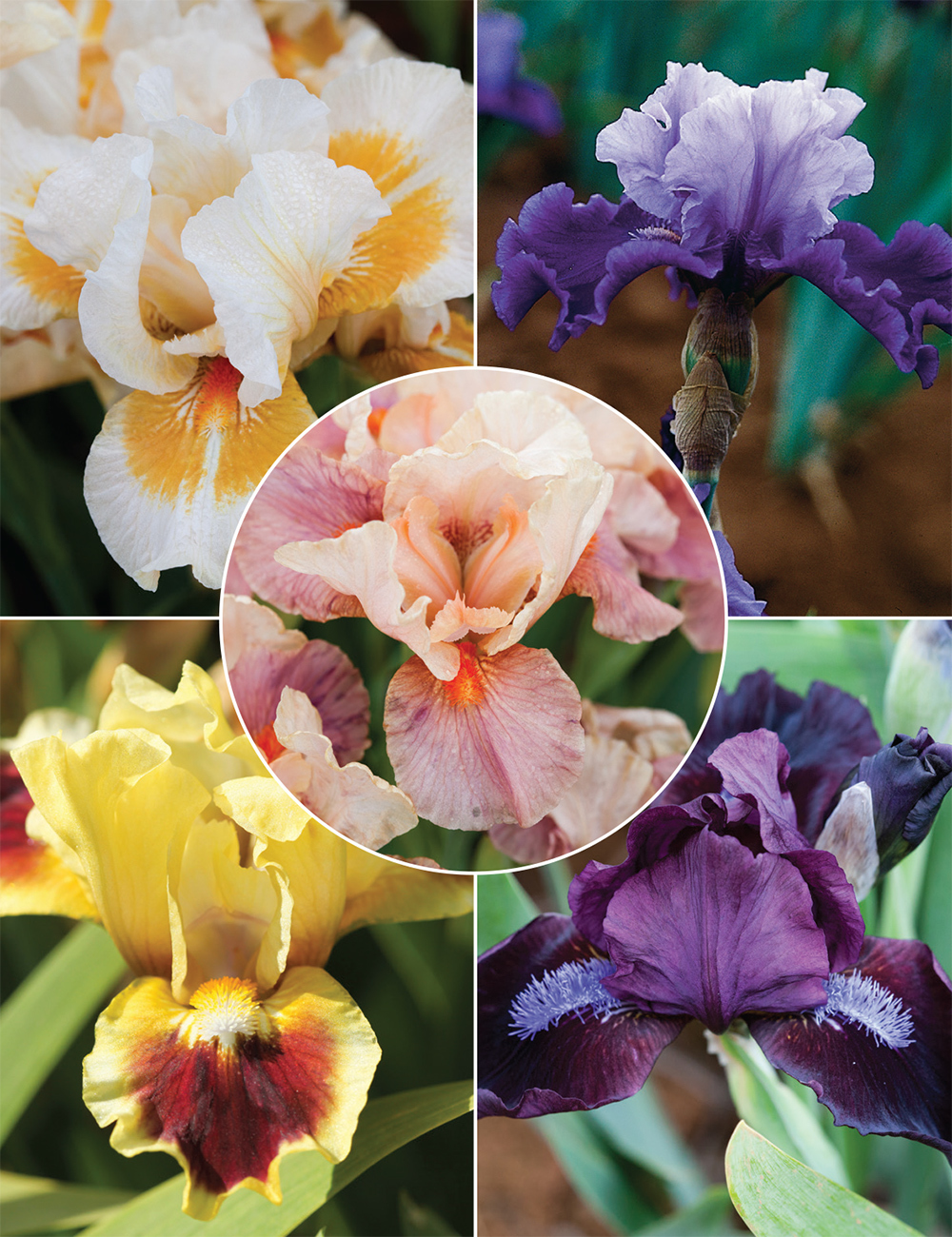 Dwarf Bearded Iris Collection