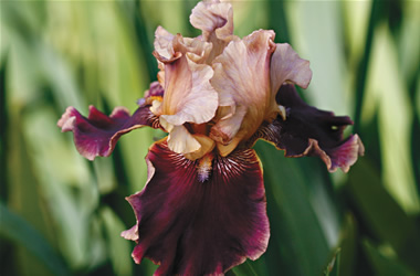Bearded Iris Chinese Whispers