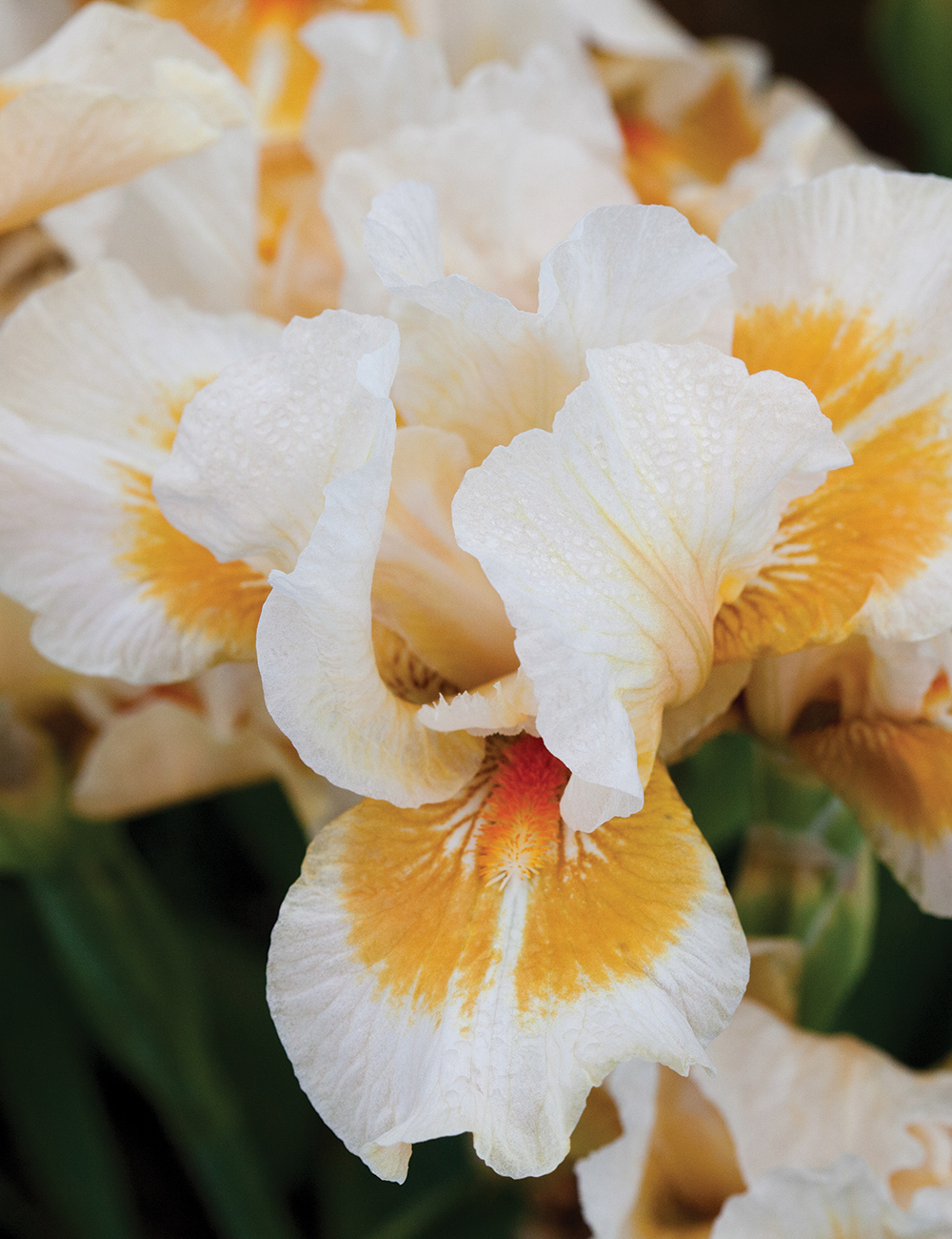 Dwarf Bearded Iris 'California Style'