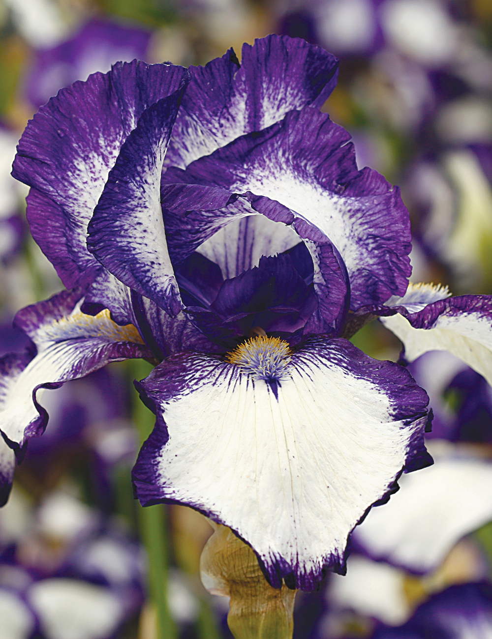 Bearded Iris Convention 74