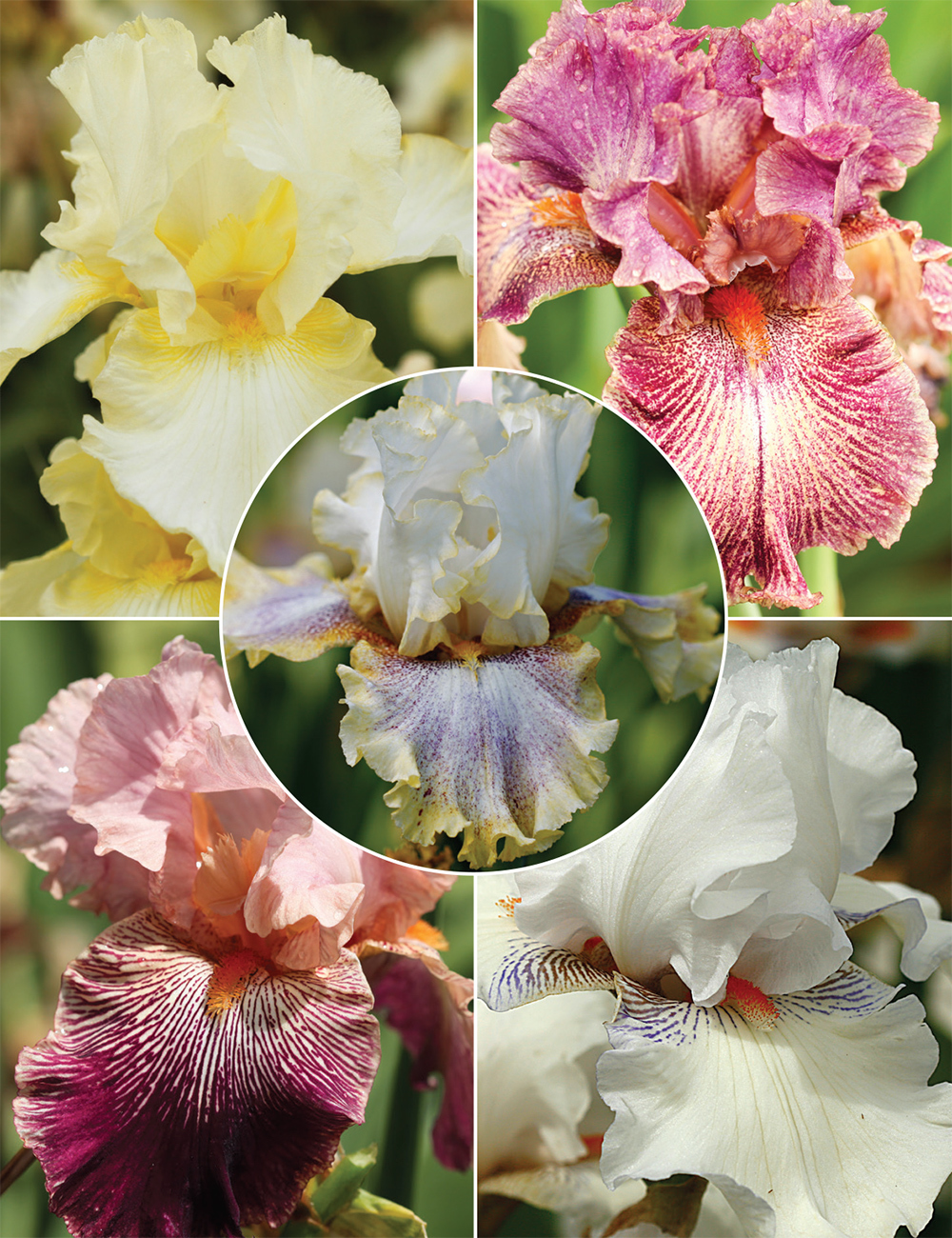 Bearded Iris Laughter Lines Collection