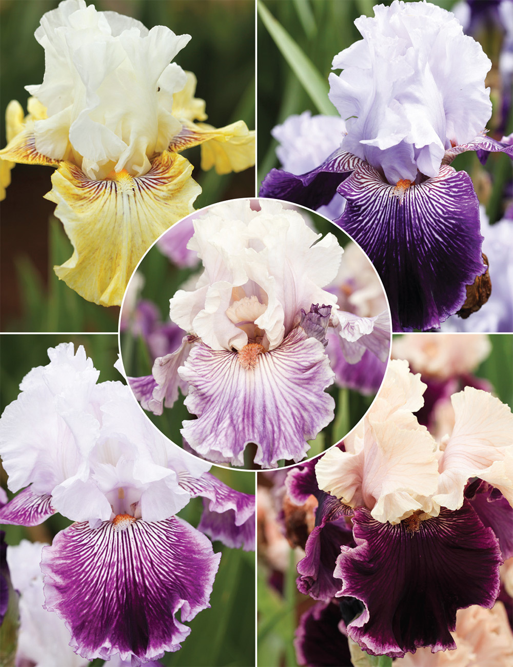 Bearded Iris 'Laughter Lines' Collection