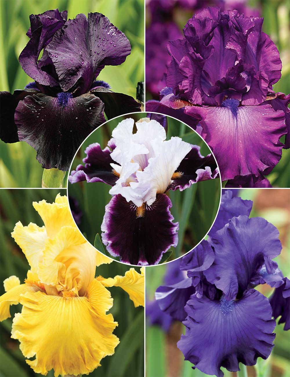 Bearded Iris 'Big and Bold' (reduced) Collection