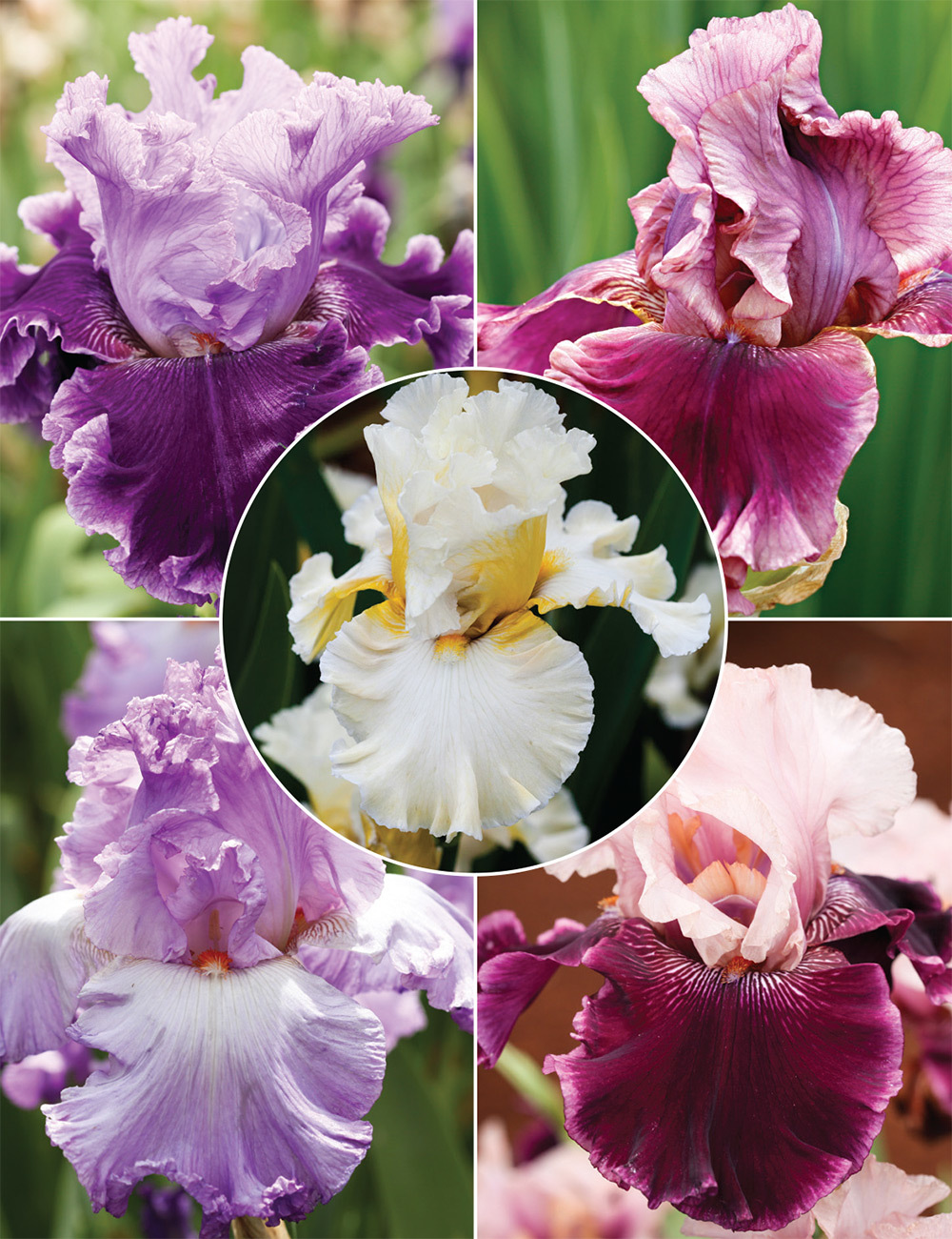 Bearded Iris 'Romantic Affair' Collection