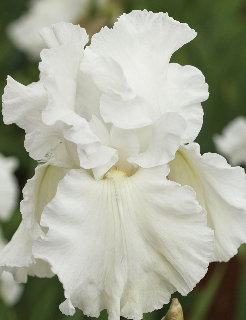 Bearded Iris 'Elvis Presley'