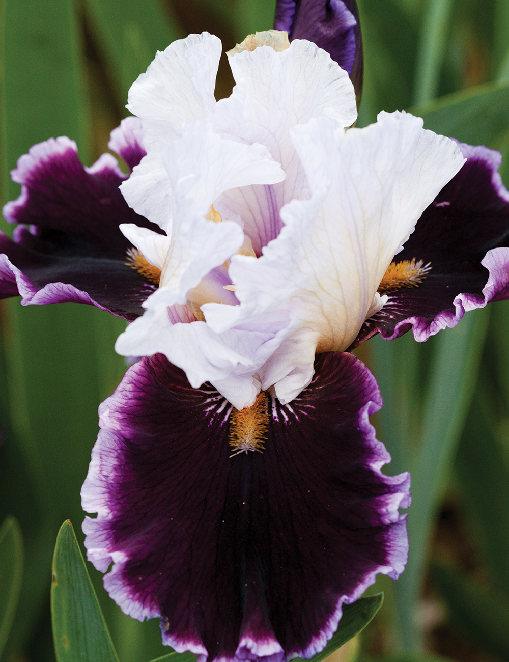 Bearded Iris Enjoy The Party