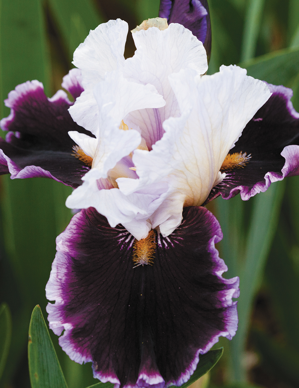 Bearded Iris 'Enjoy The Party'