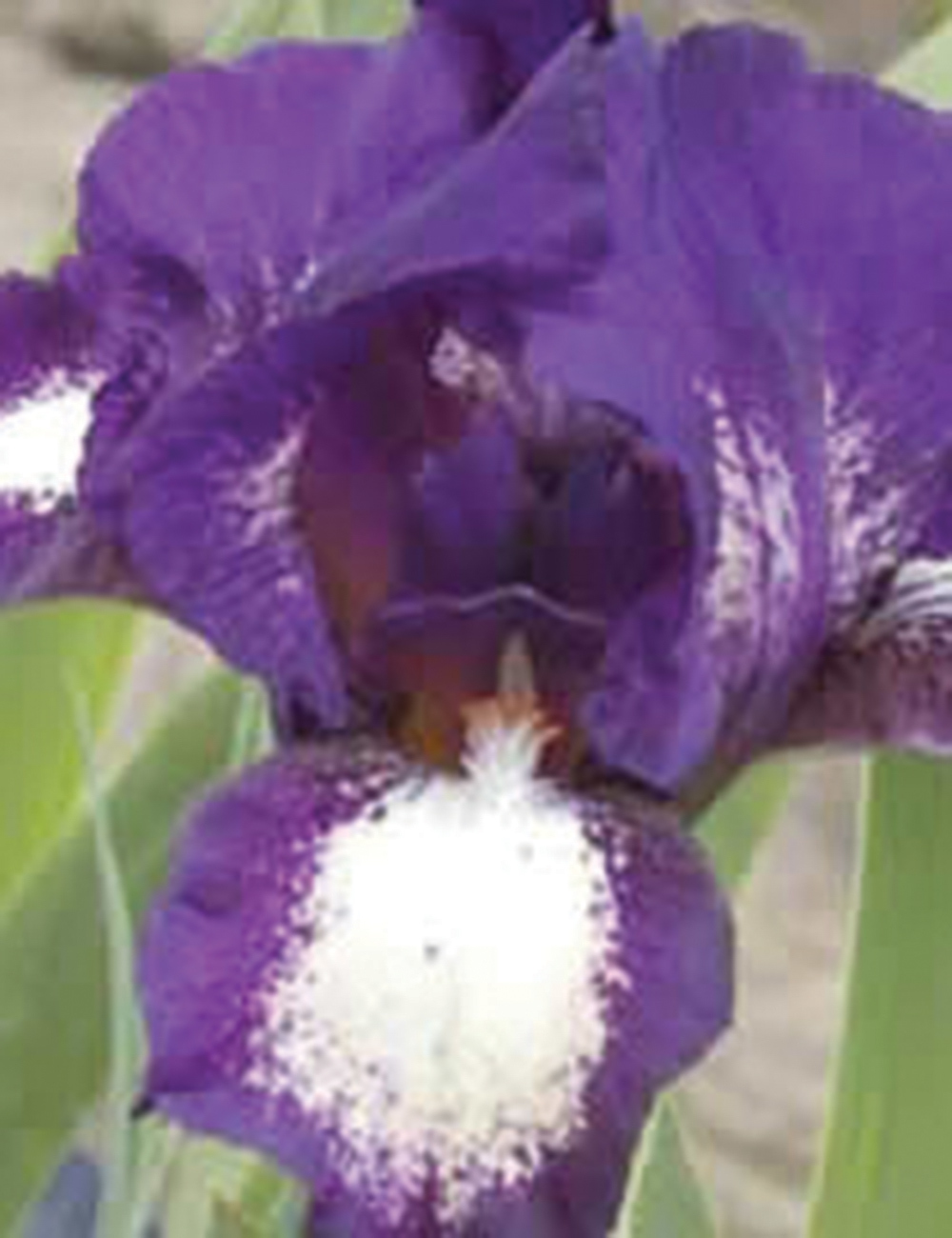 Dwarf Bearded Iris Face Paint