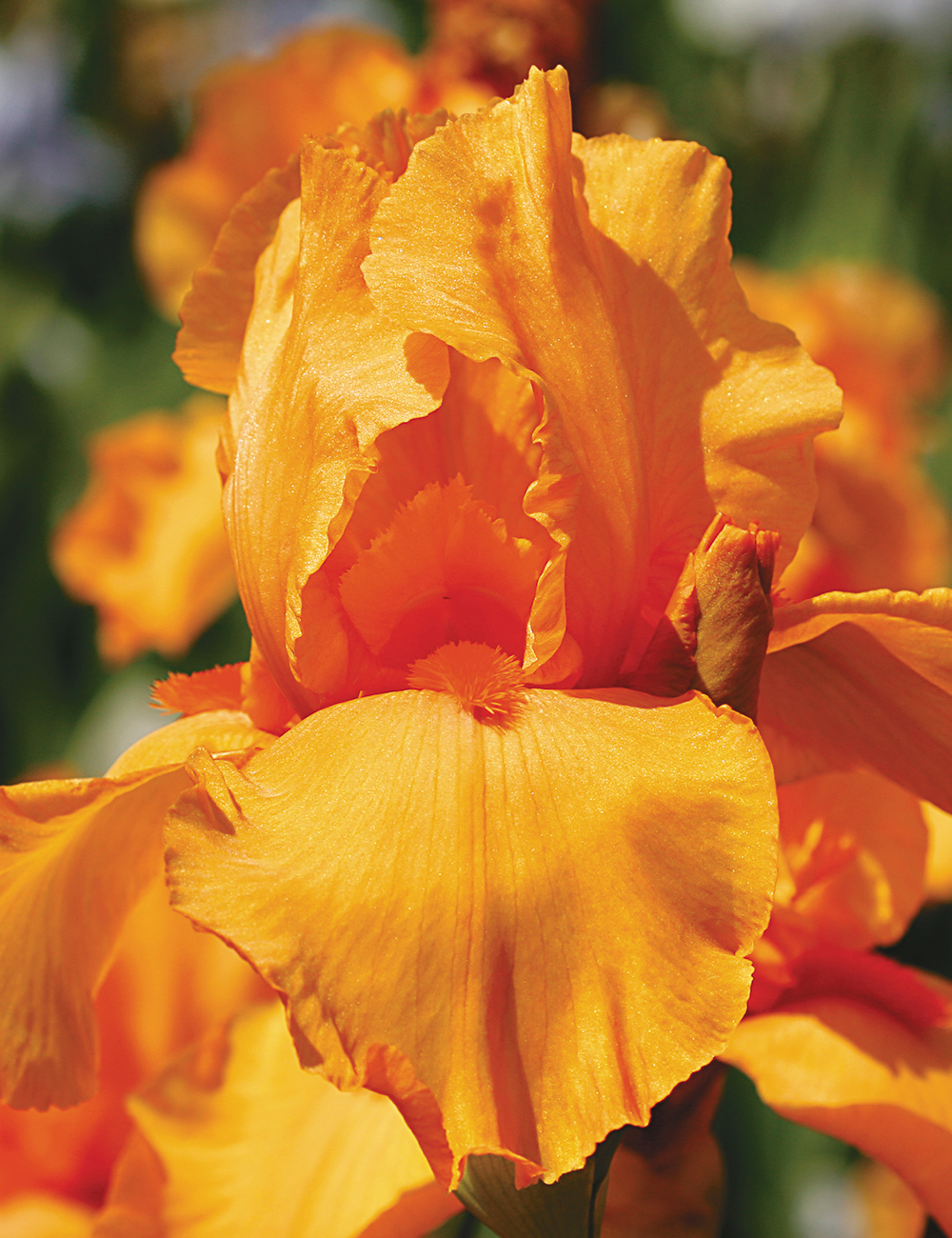 Bearded Iris Flaming Star