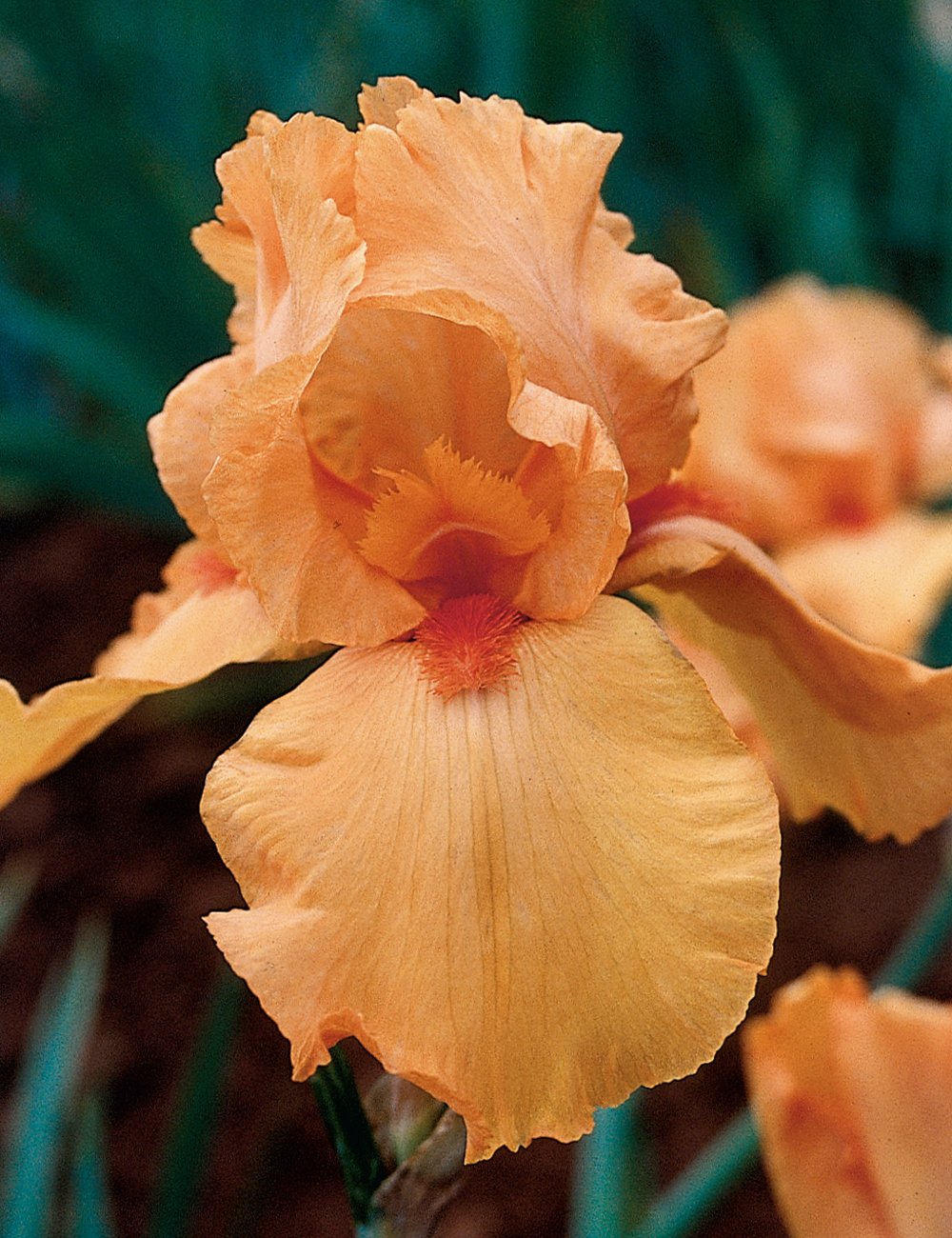 Bearded Iris Fireside Glow