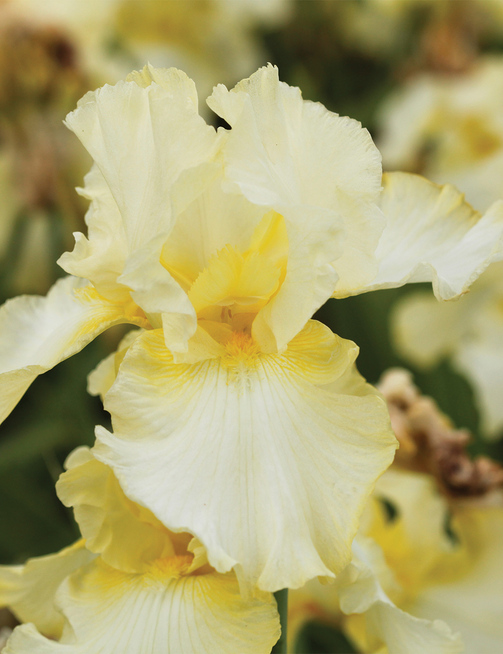 Bearded Iris 'Gypsy Woman'