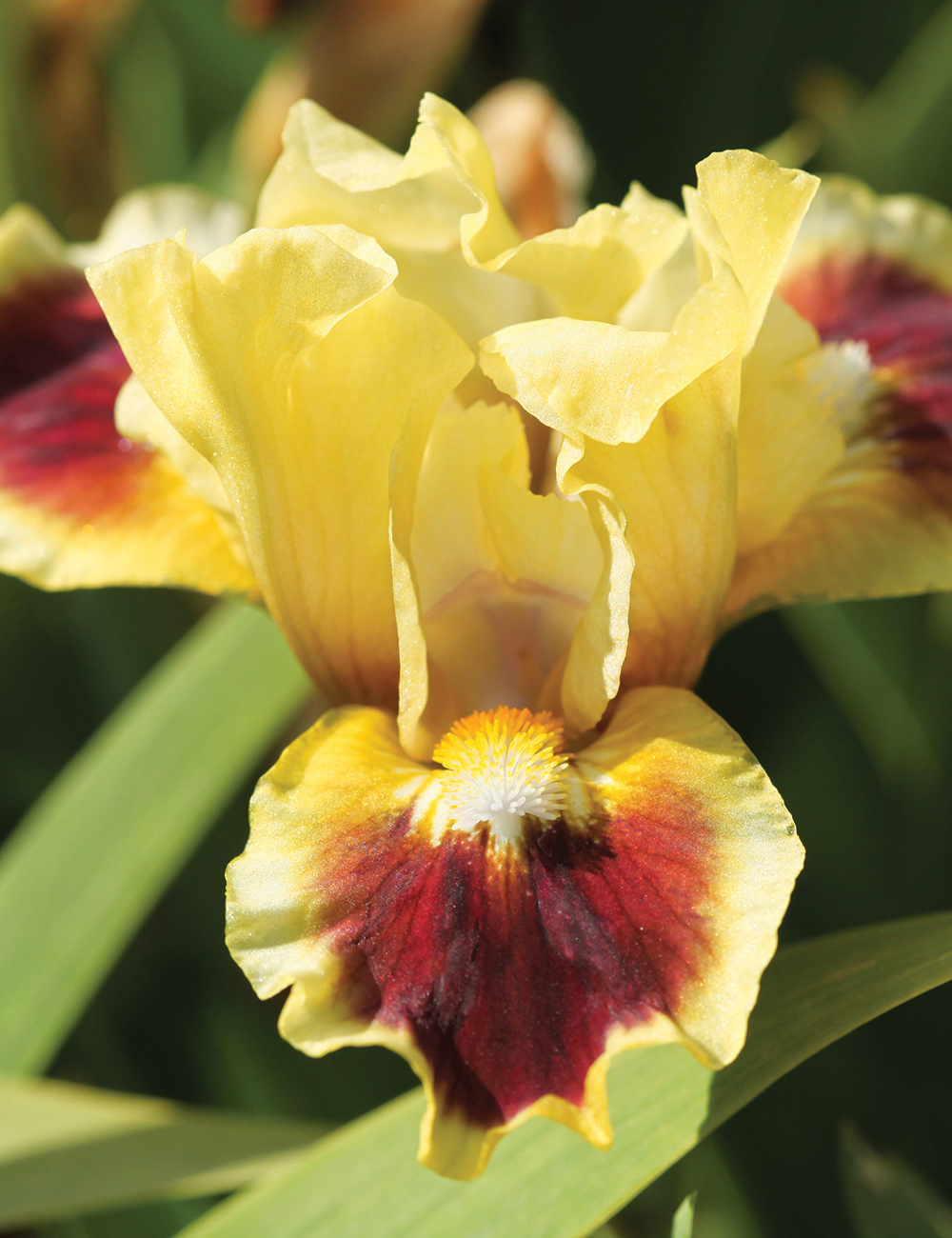 Dwarf Bearded Iris 'Jazzamatazz'