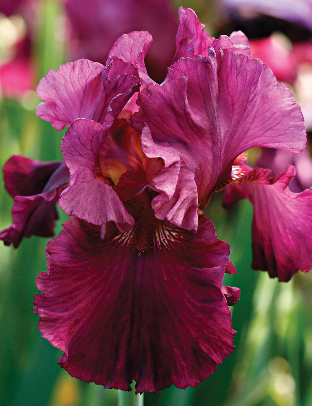 Bearded Iris 'Let's Be Brazen'