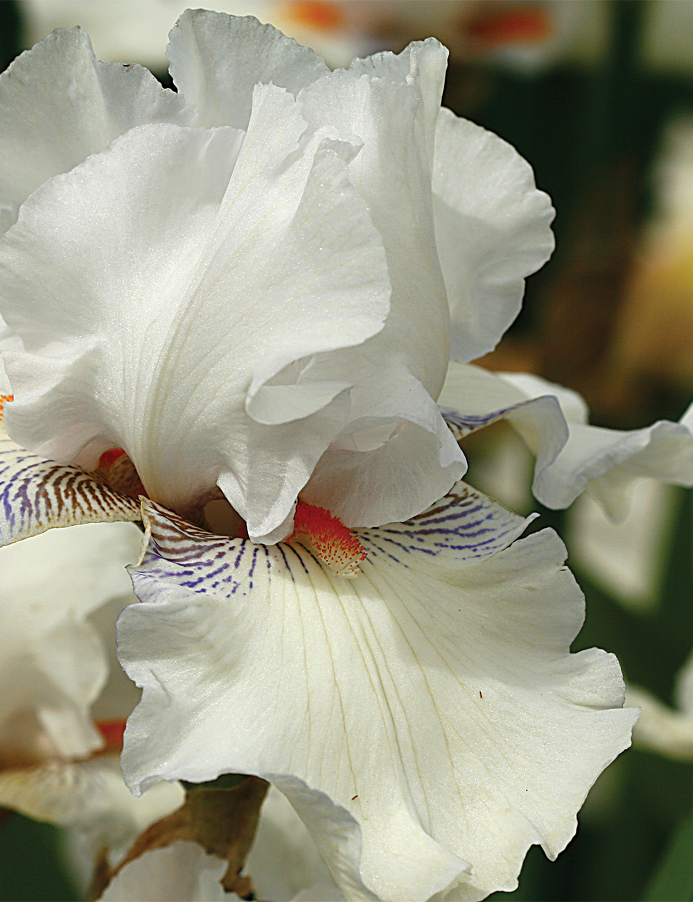 Bearded Iris 'Lipstick Lies'