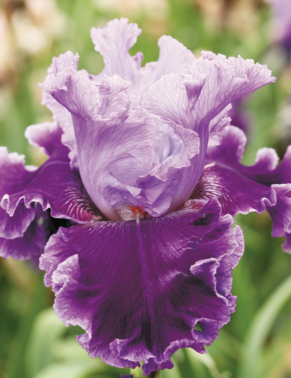 Bearded Iris 'Louisa's Song'