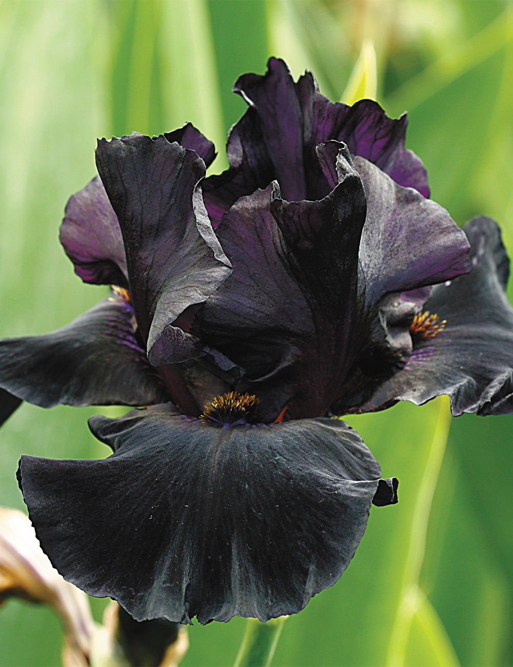 Bearded Iris 'Midnight Oil'