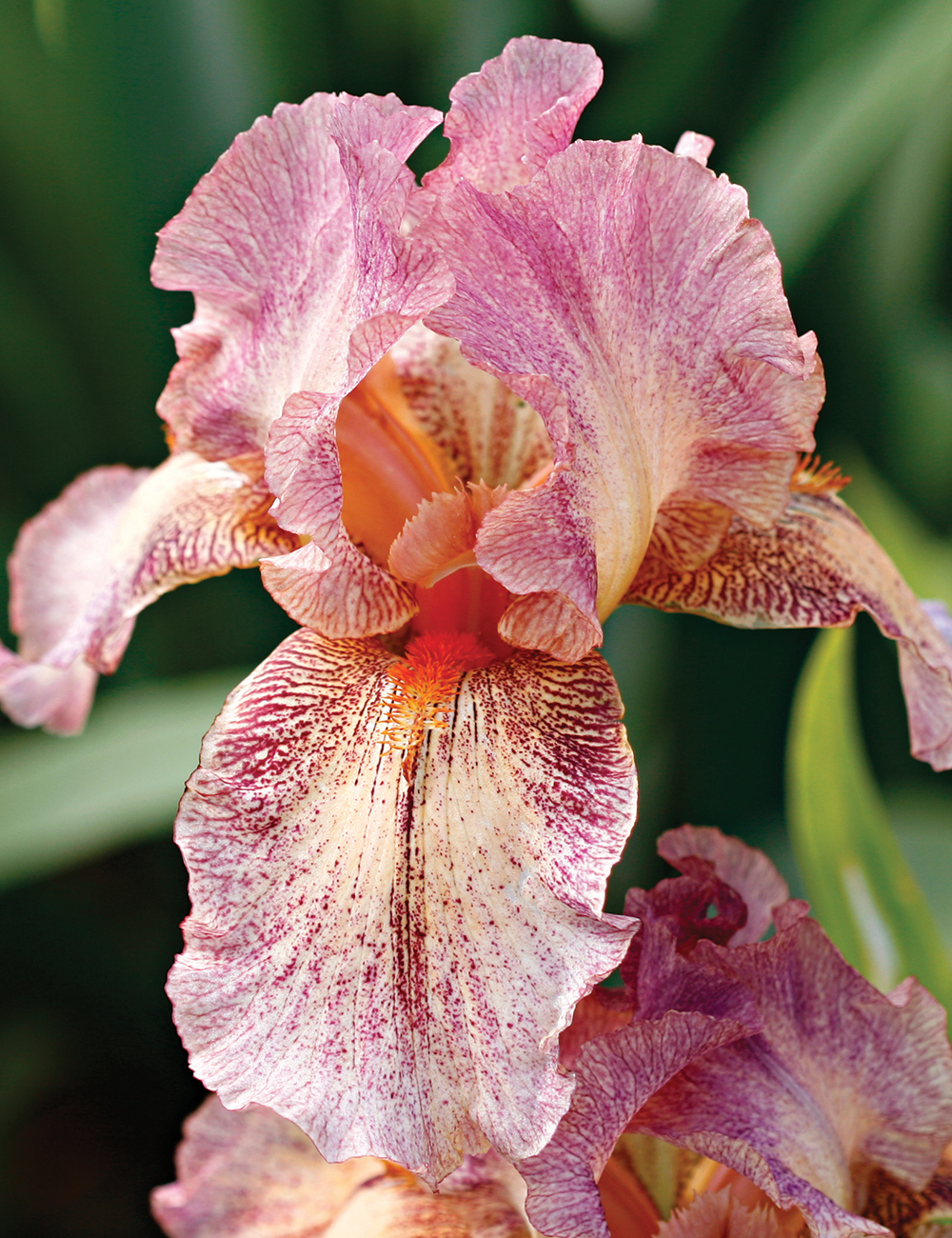 Bearded Iris Magenta Rose