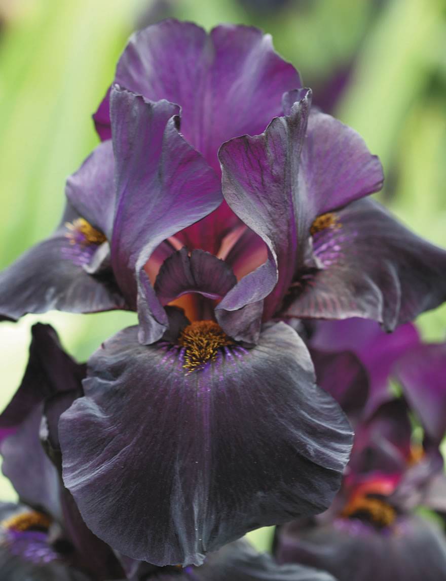 Bearded Iris Old Black Magic