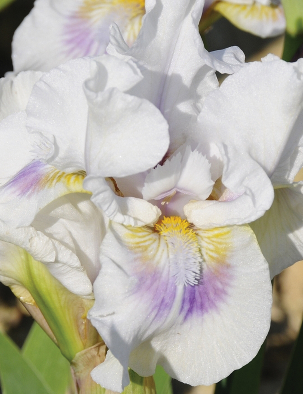 Dwarf Bearded Iris O'Cool