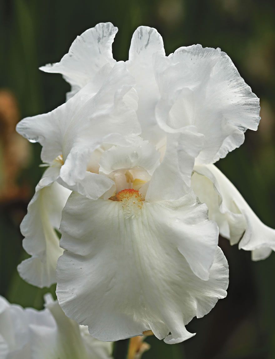 Bearded Iris Pem Caw