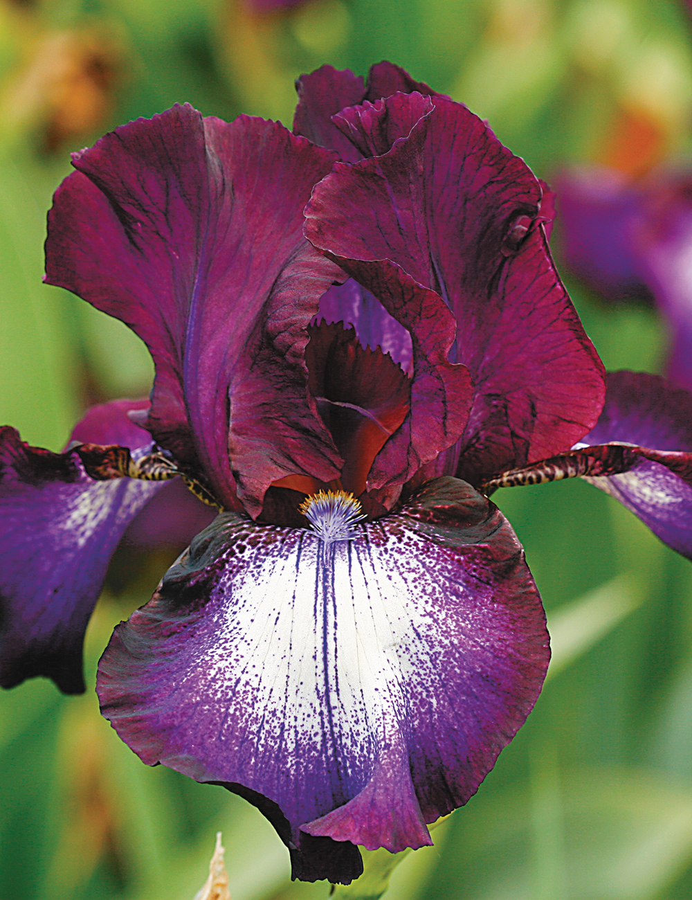 Bearded Iris Palace Gossip