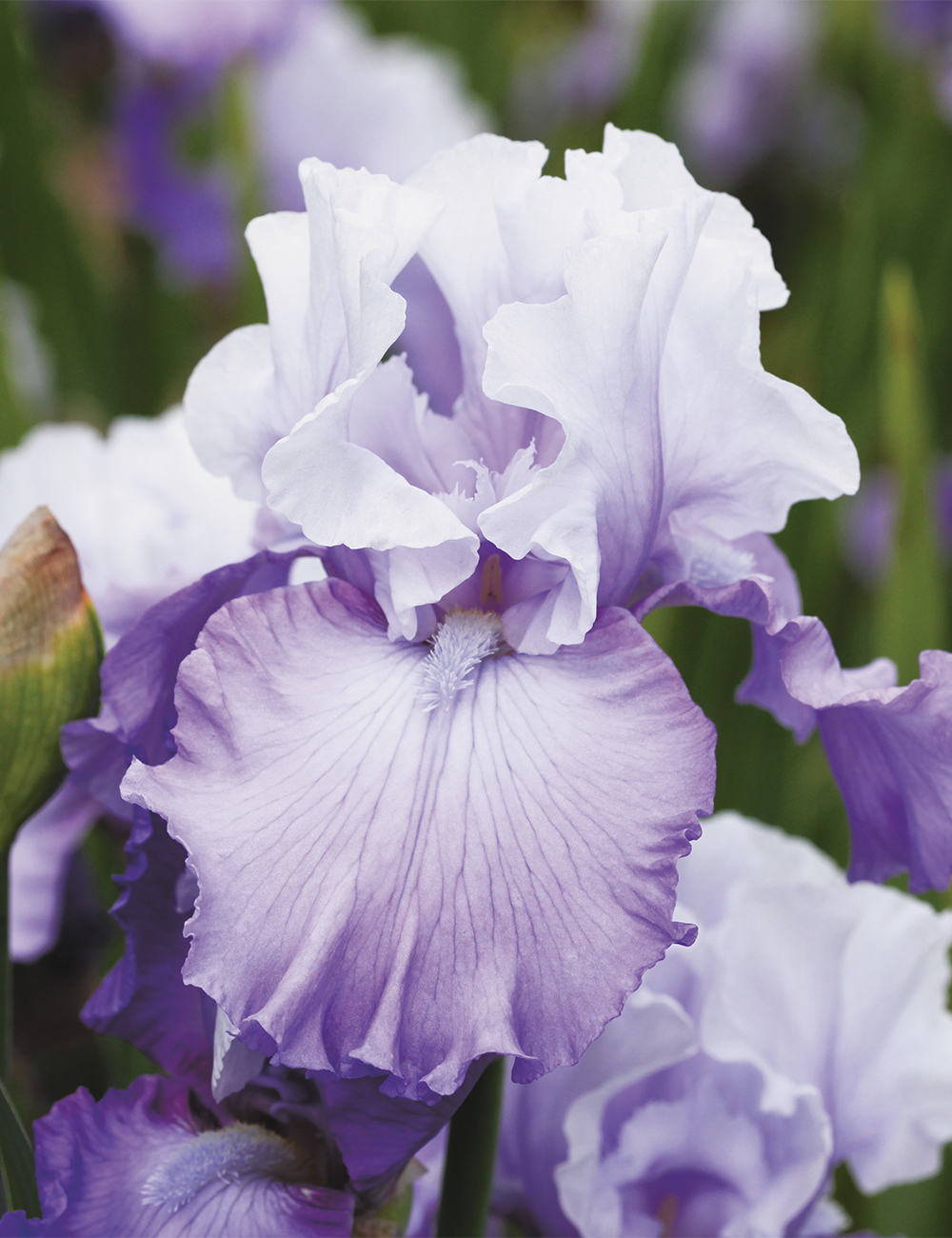 Bearded Iris 'Peacetime'