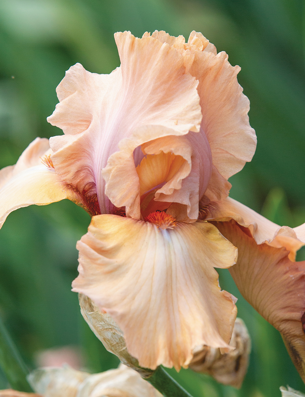 Bearded Iris Poetess