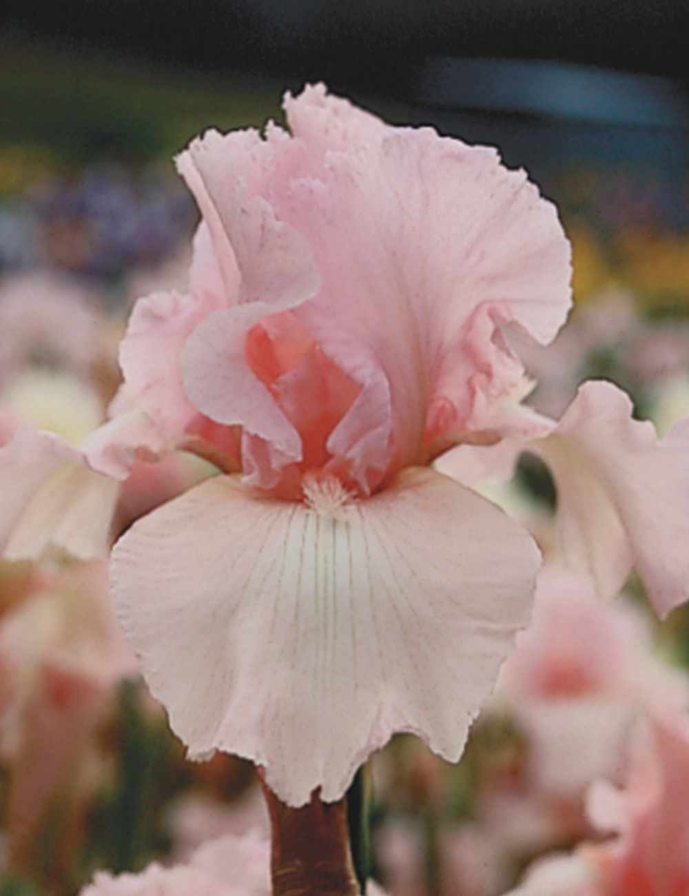 Bearded Iris 'Pink Taffeta'