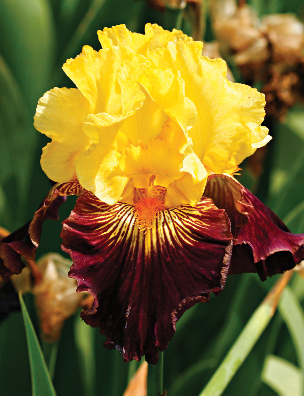Bearded Iris' Pirates A'hoy'