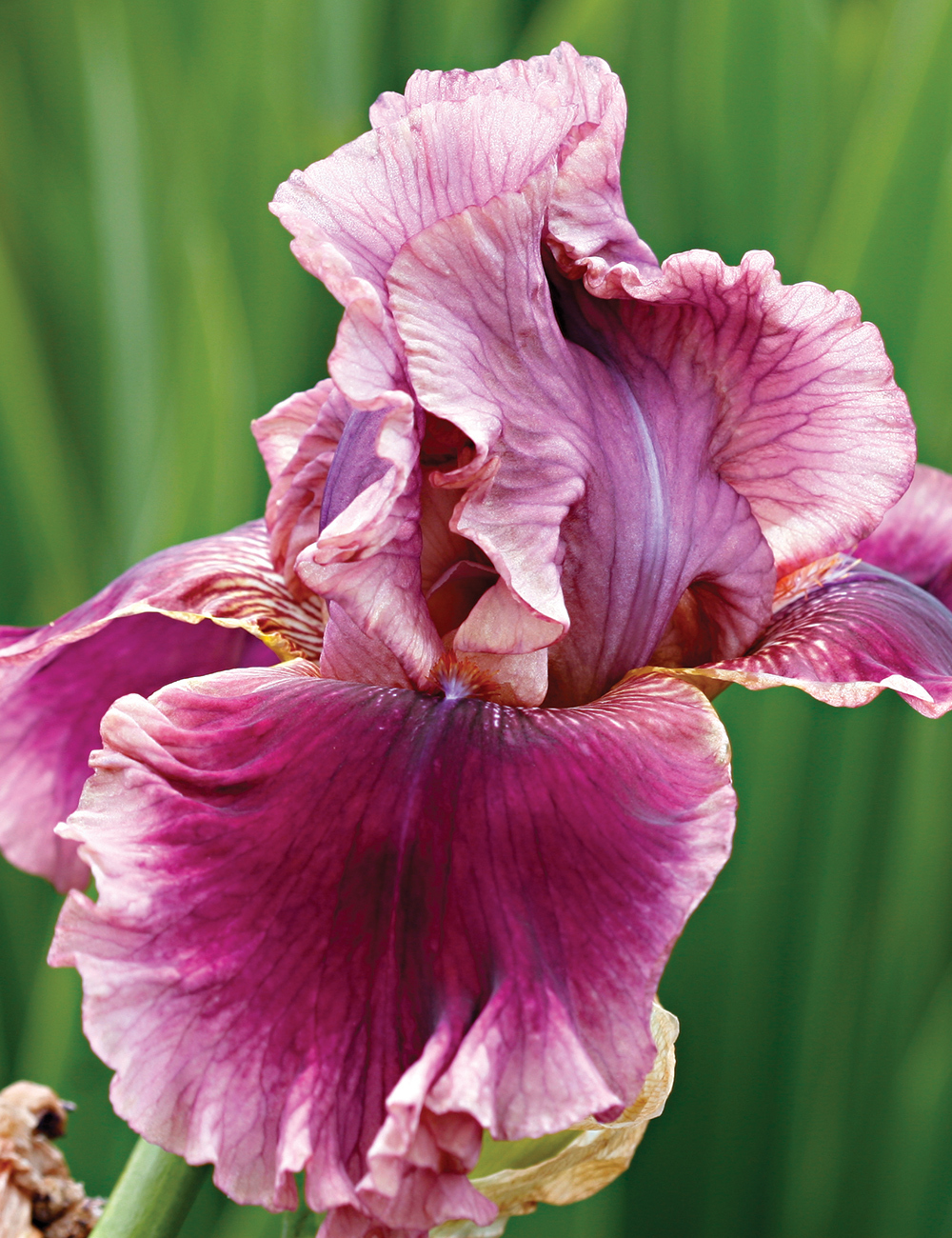 Bearded Iris Romantic Gentleman