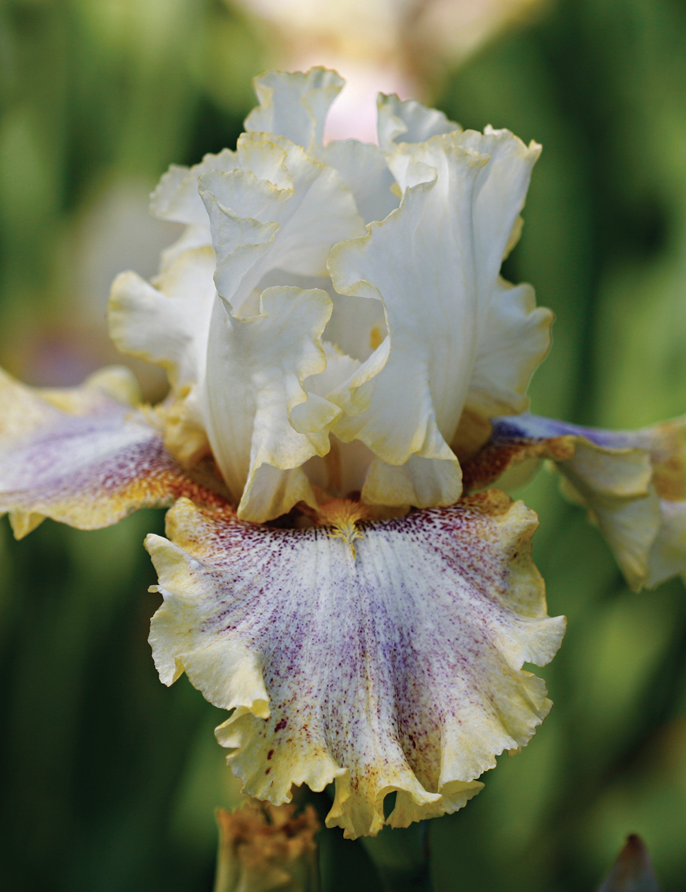 Bearded Iris 'Ring Around Rosie'