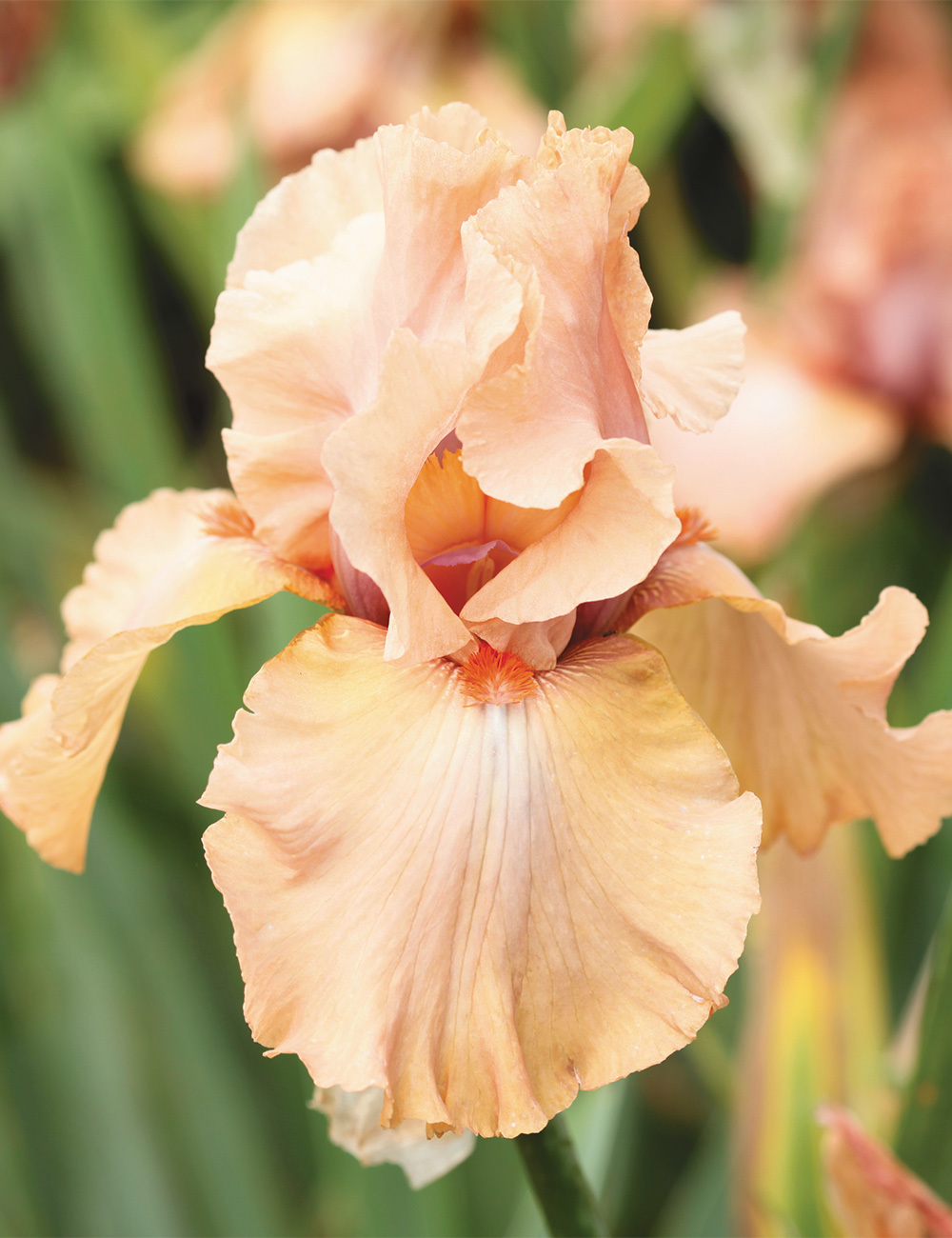 Dwarf Bearded Iris 'Strawberry Love'