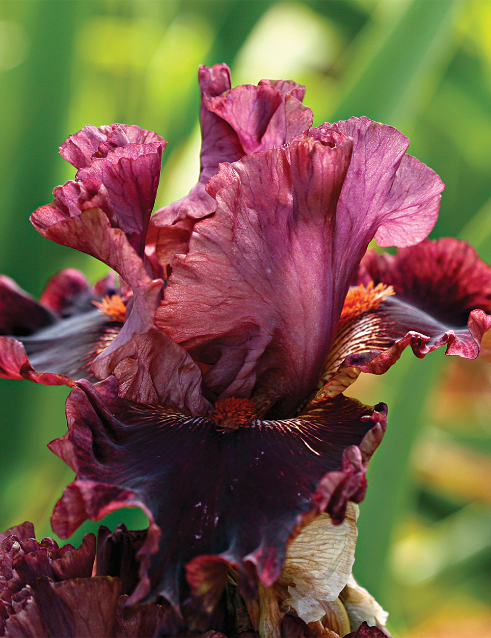 Bearded Iris 'Swordsman'