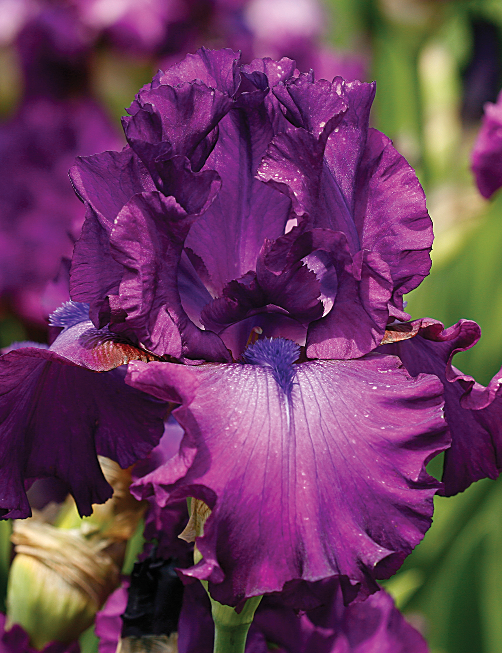 Bearded Iris 'Swingtown'