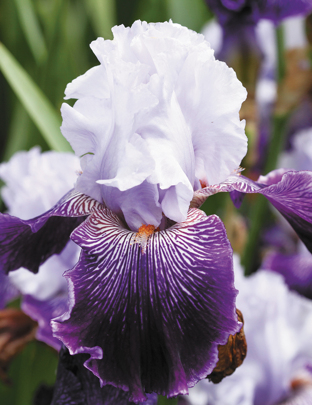 Bearded Iris 'Strictly Jazz'