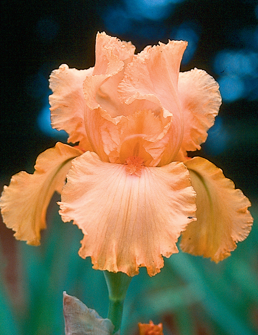 Bearded Iris 'Tangerine Sunset'