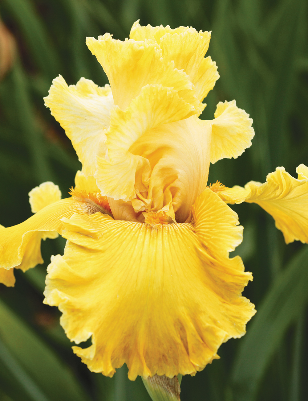 Bearded Iris 'Tuscan Villa'