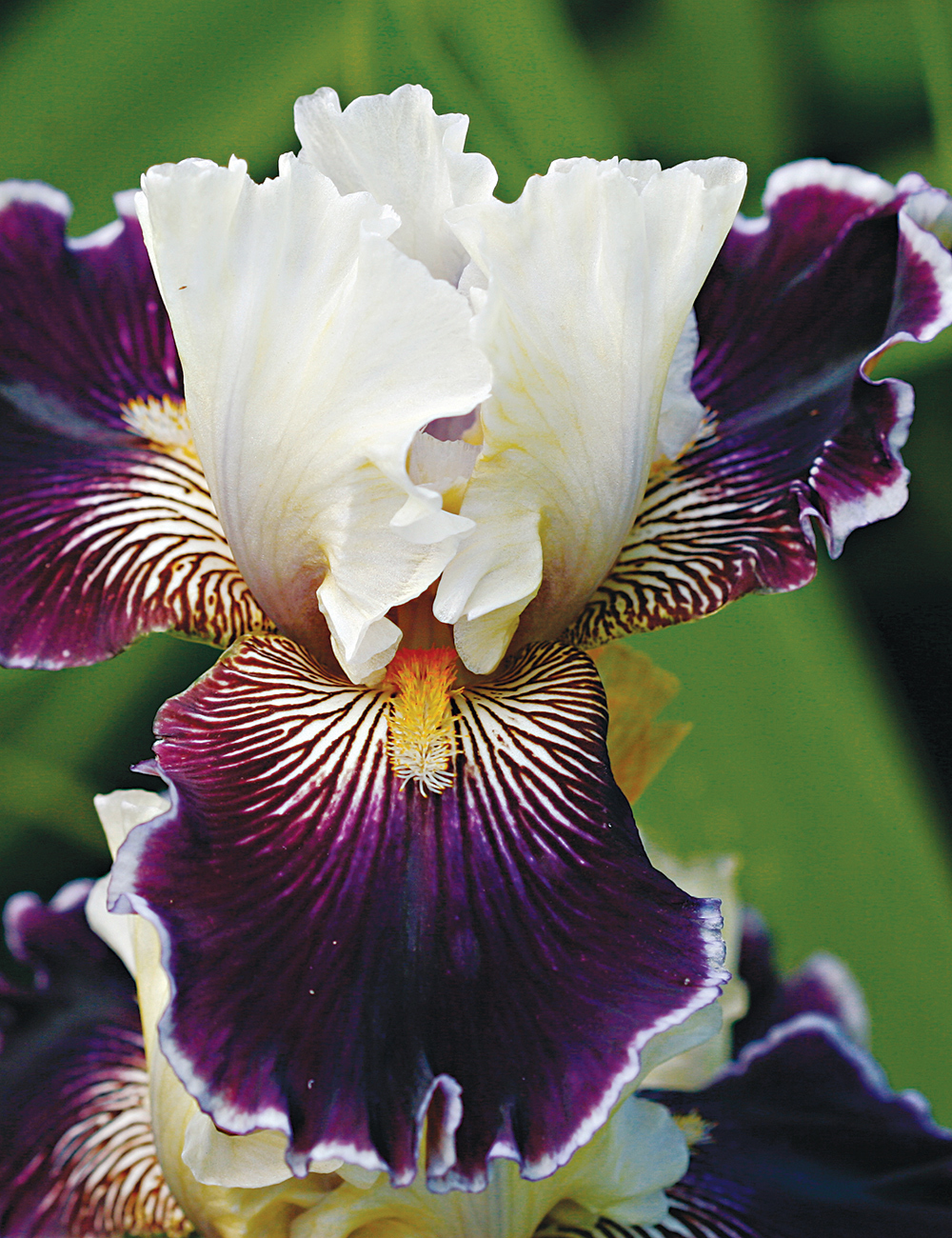 Bearded Iris Wild Vision