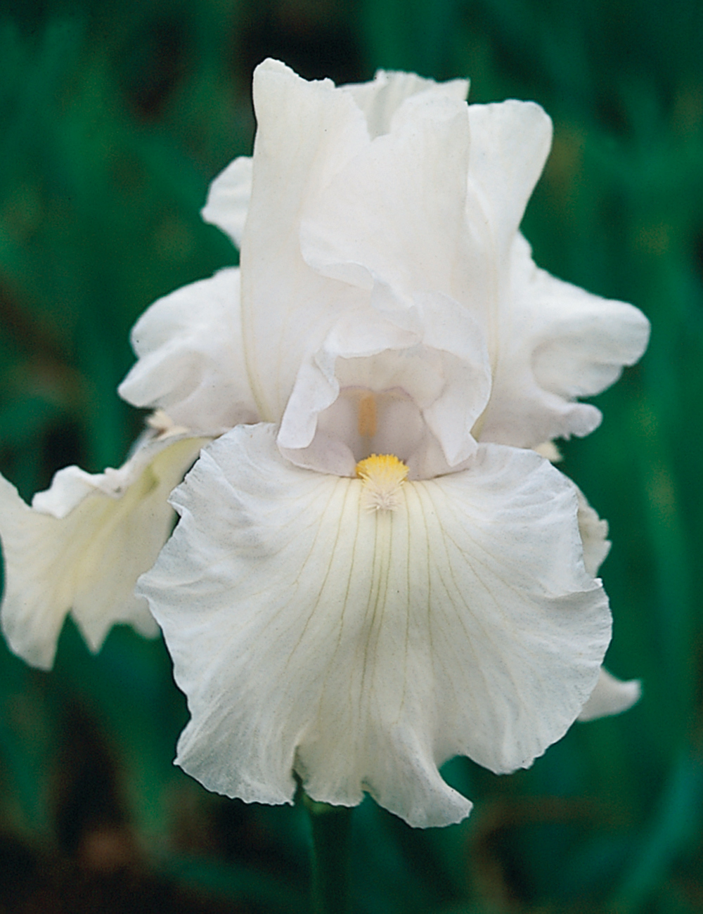 Bearded Iris Wedding Vow