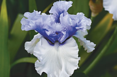 Bearded Iris Wintery Sky