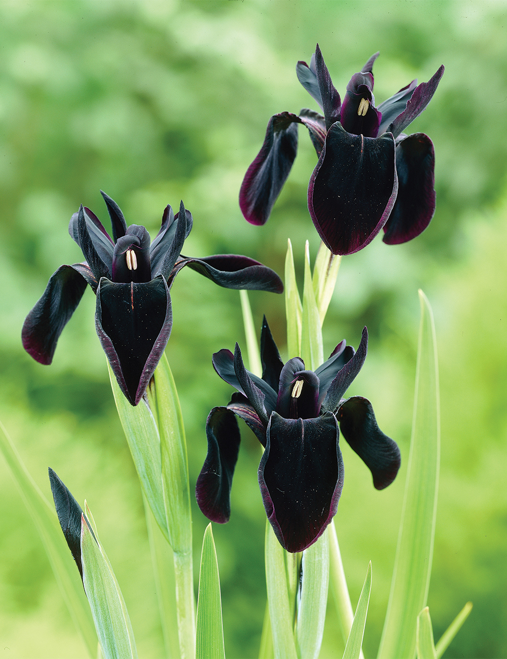 The Black Iris