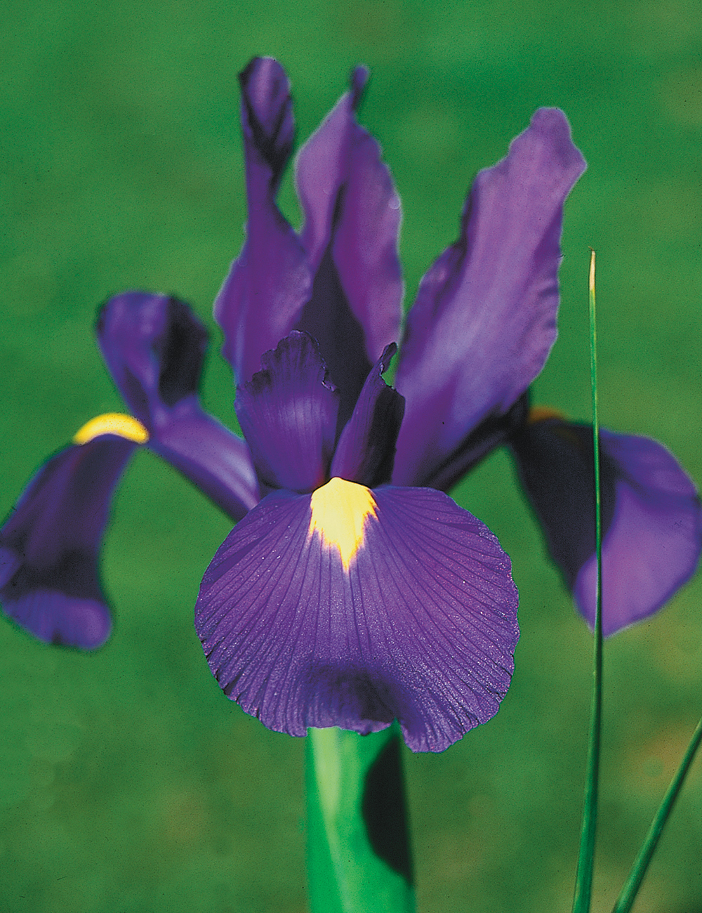 Dutch Iris Acapulco