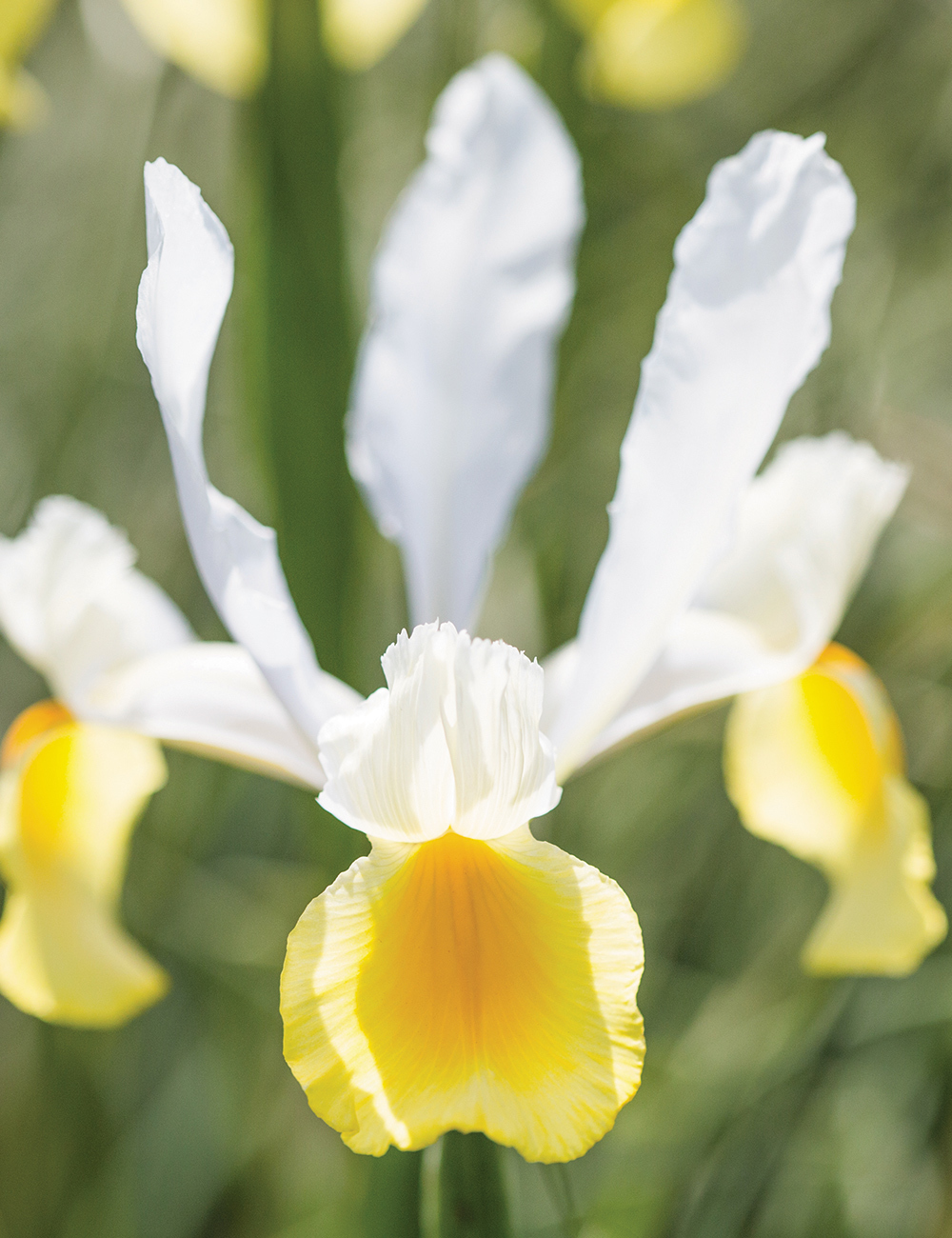 Dutch Iris 'Angel's Wings'