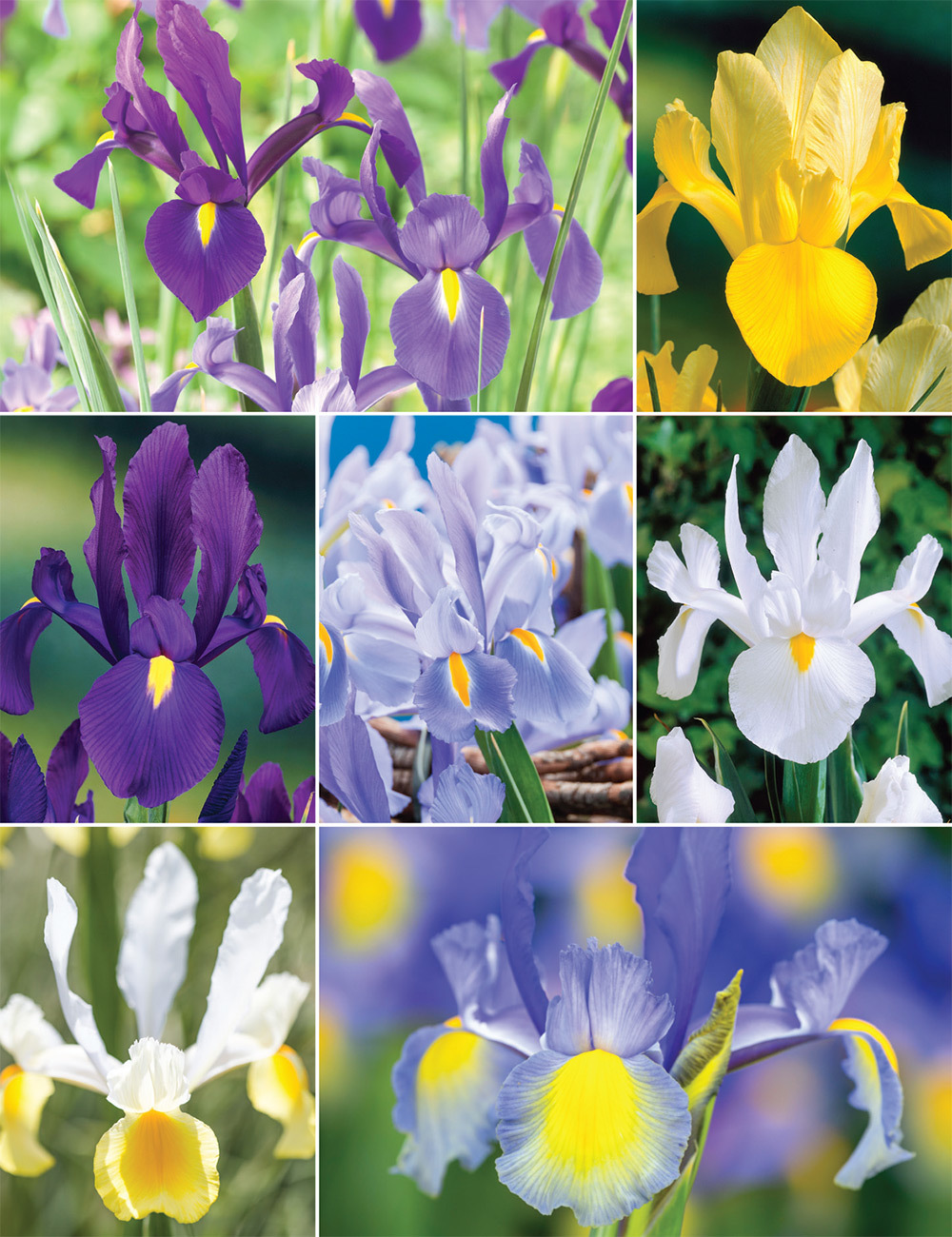 Dutch Iris (reduced) Collection