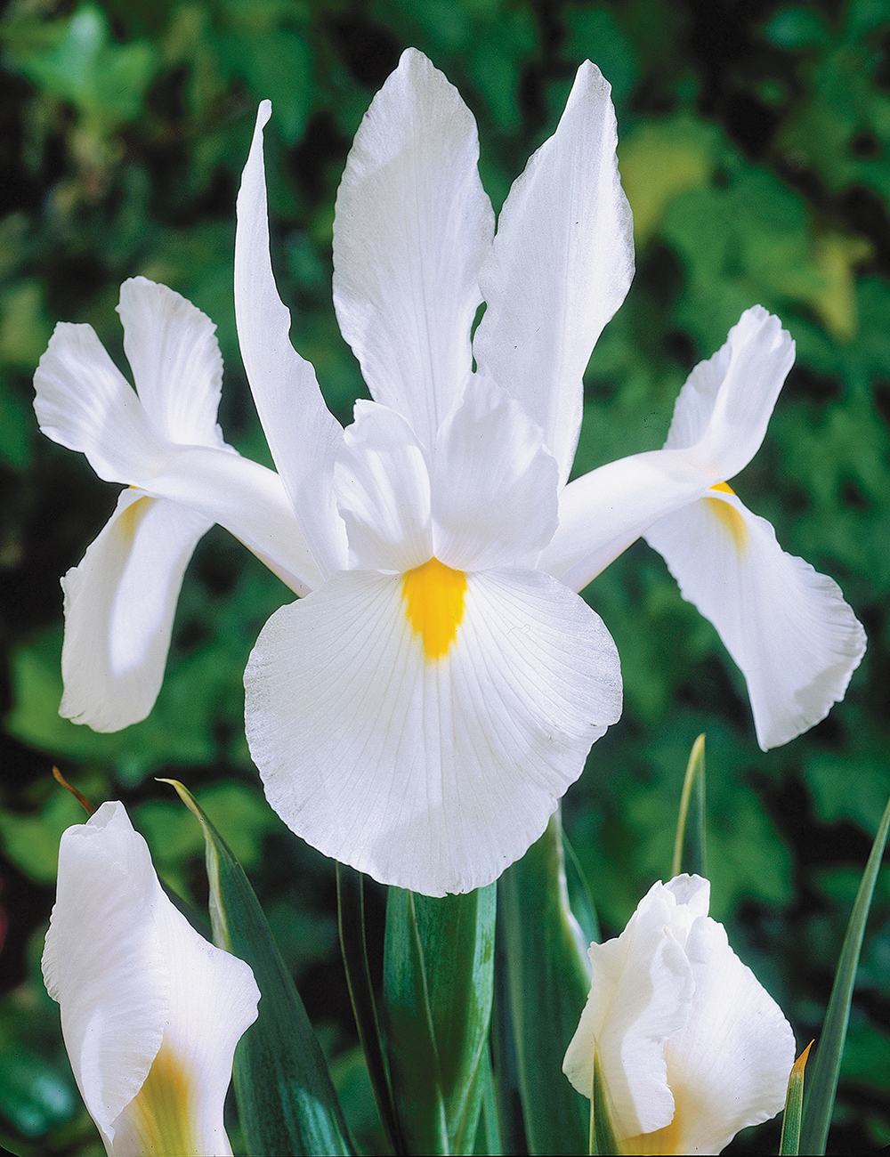 Dutch Iris 'Casablanca'